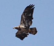 2014 03 30 Eagle 05
